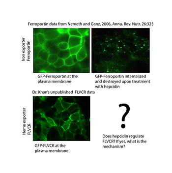 Anemia Research