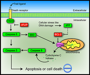 Cancer research