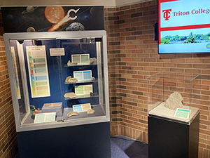 Photo of Fossils in a display case